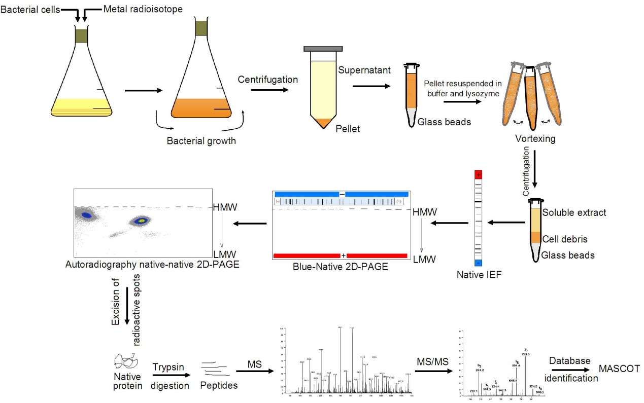 Protein Gel Analysis - Creative Proteomics